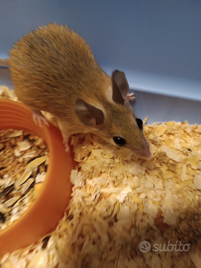 Gabbia per topi - Regalo e vendita animali 