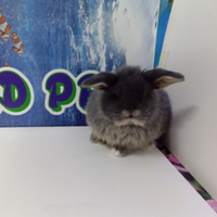 Coniglietti super nani Minilop