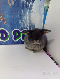 Coniglietti super nani Minilop