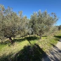 TER. AGRICOLO A FRASSO TELESINO