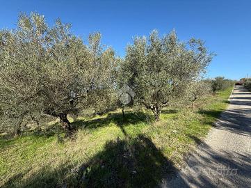 TER. AGRICOLO A FRASSO TELESINO