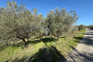 TER. AGRICOLO A FRASSO TELESINO