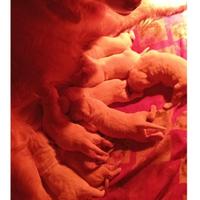 Cuccioli golden retriever