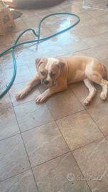 American Bulldog