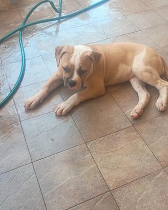 American Bulldog