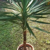 Pianta di Yucca