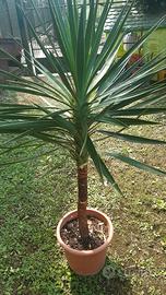 Pianta di Yucca