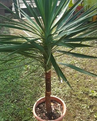 Pianta di Yucca