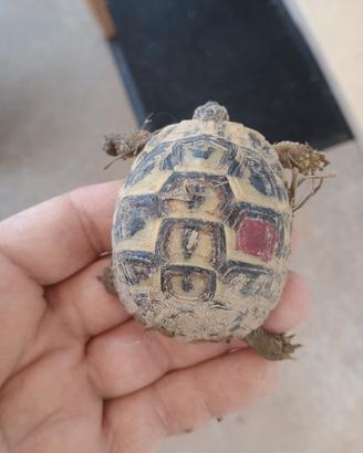 Tartaruga di terra