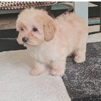 Cuccioli Maltipoo