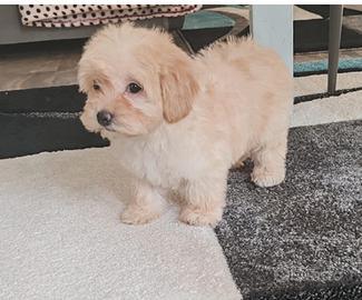 Cuccioli Maltipoo