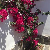 VILLETTA PALINURO x8 PERSONE