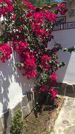 VILLETTA PALINURO x8 PERSONE