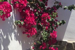 VILLETTA PALINURO x8 PERSONE