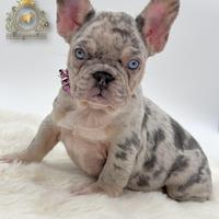 Sublime principessina bulldog francese Lilac merle