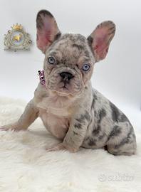 Sublime principessina bulldog francese Lilac merle