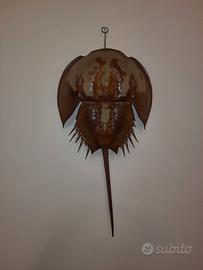 Fossile vivente - Limulo