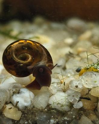 20 lumache acquario 