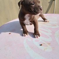 Pitbull