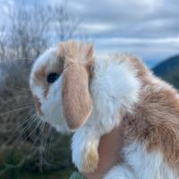 Coniglio nano Ariete