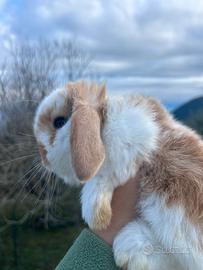 Coniglio nano Ariete