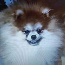 Pomerania maschio per monta