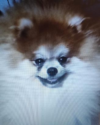 Pomerania maschio per monta