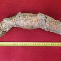 Custom Aliens Xenomorph Queen Alien Egg Sack Ovopo