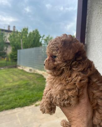 Cuccioli barboncino Toy