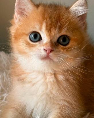 gattini mix siamese/ persiano 