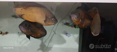 Pesci Oscar