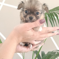 Maschietto chihuahua pelo lungo