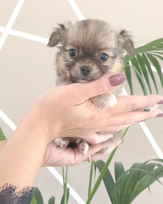 Maschietto chihuahua pelo lungo