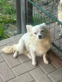 cagnolino in adozione