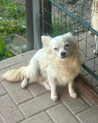 cagnolino in adozione