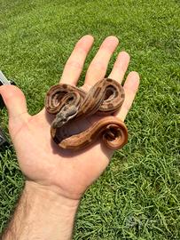 Baby boa