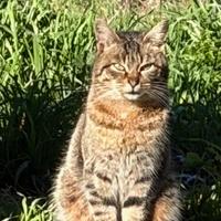 Gatto maschio 2 anni socievole