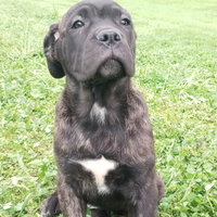 Cane Corso