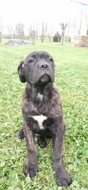 Cane Corso
