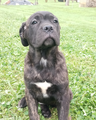 Cane Corso