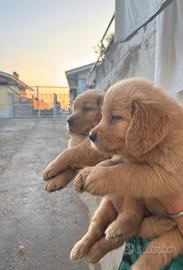 Cuccioli di golden retriever con pedigree Enci