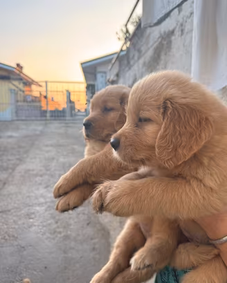 Cuccioli di golden retriever con pedigree Enci