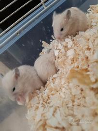 Criceti dorati abituati con i bambini