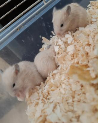 Criceti dorati abituati con i bambini