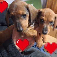 Bassotto tedesco cucciolo