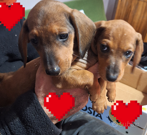 Bassotto tedesco cucciolo