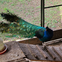 Pavone bell1ssimo coppia