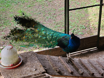 Pavone bell1ssimo coppia