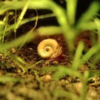 Lumache Planorbarius