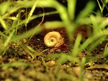 Lumache Planorbarius